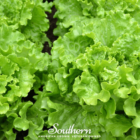 Green Ice Lettuce – 500 Seeds, additional product view 2