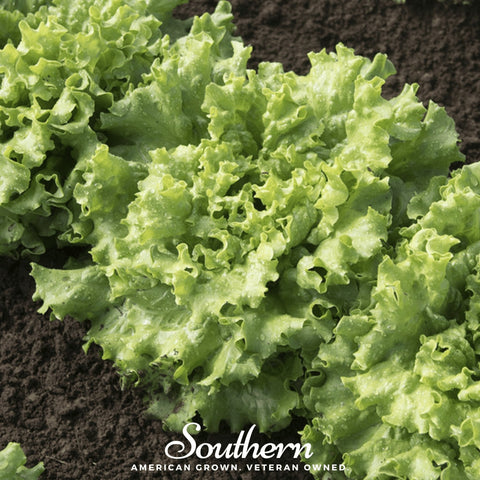 Green Ice Lettuce 500 Seeds