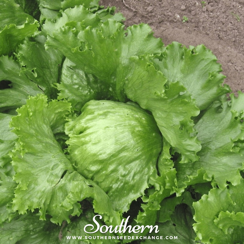 Load image into Gallery viewer, Iceberg Lettuce – 500 Seeds
