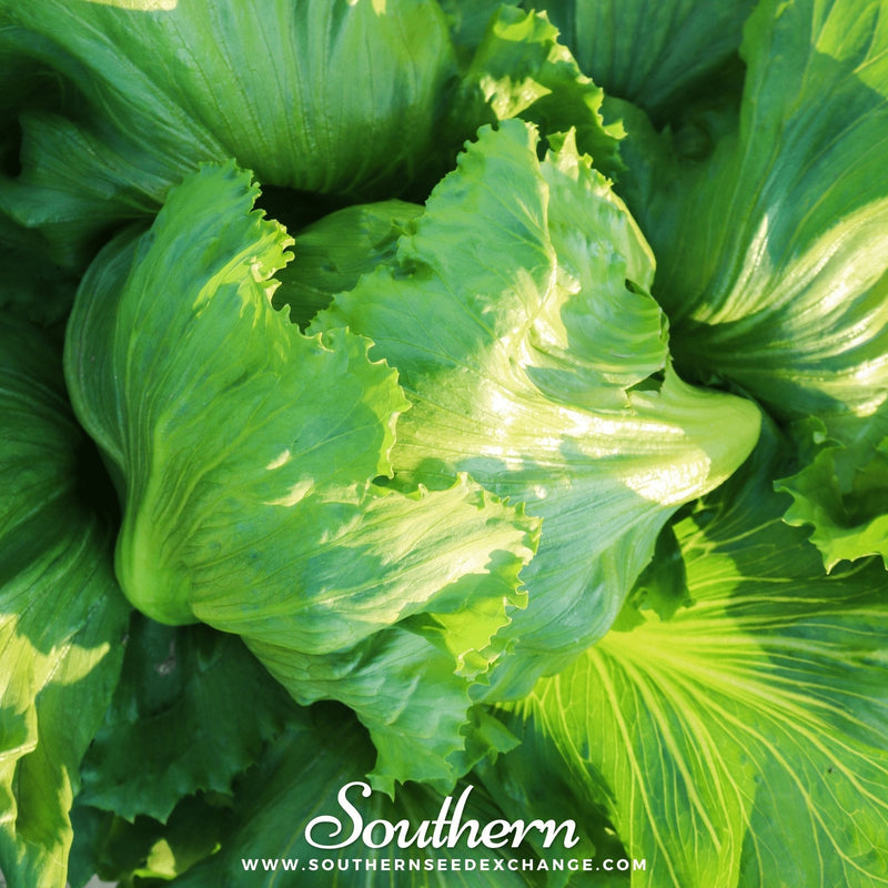 Load image into Gallery viewer, Iceberg Lettuce – 500 Seeds
