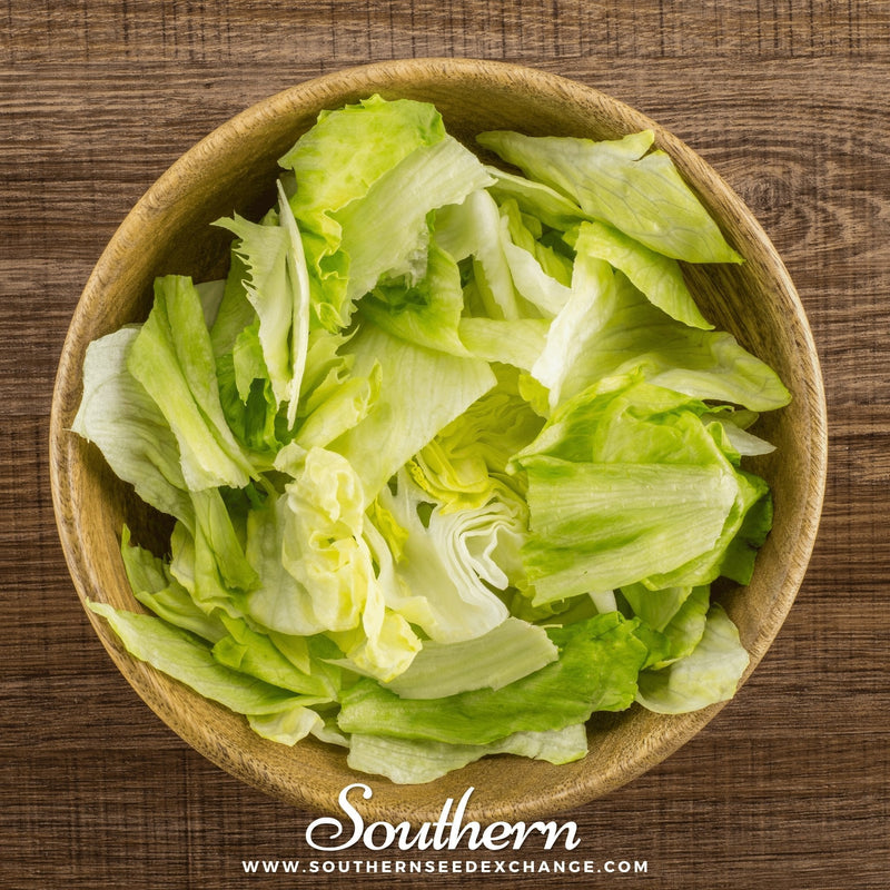 Load image into Gallery viewer, Iceberg Lettuce – 500 Seeds
