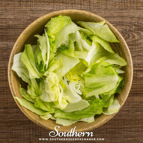 Iceberg Lettuce – 500 Seeds, additional product view 2