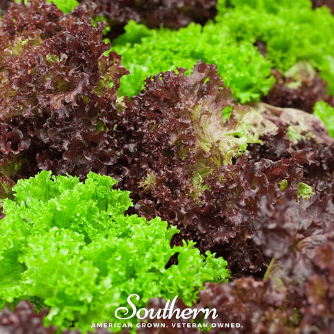 Mesclun Mix Lettuce – 500 Seeds, additional product view 2