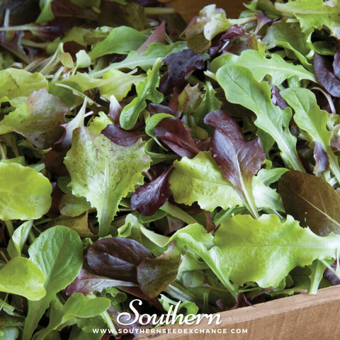 Gourmet Mix Lettuce – 500 Seeds, additional product view 2