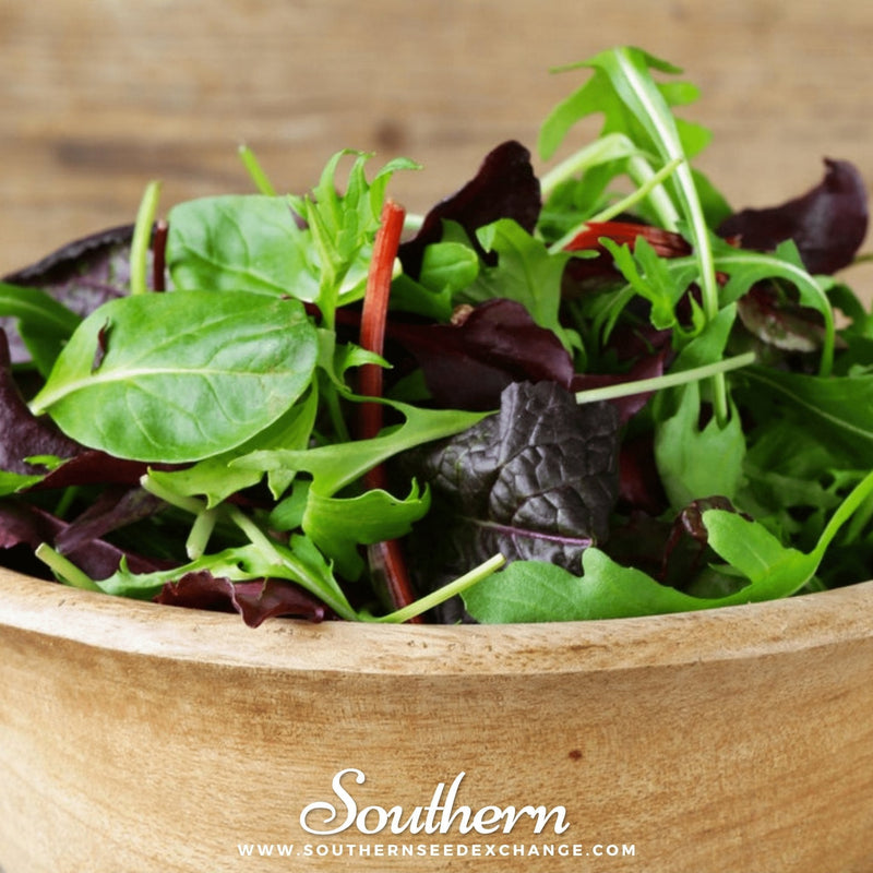 Load image into Gallery viewer, Gourmet Mix Lettuce – 500 Seeds
