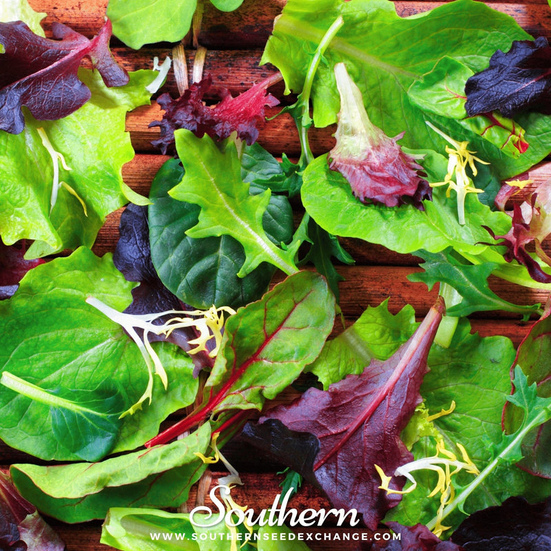Load image into Gallery viewer, Gourmet Mix Lettuce – 500 Seeds
