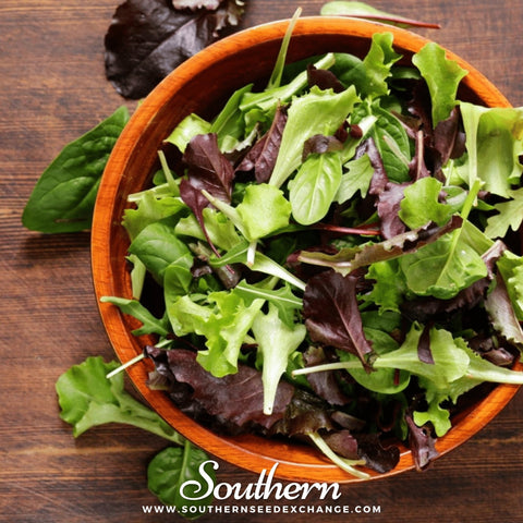 Gourmet Mix Lettuce seeds package, 500 count, GrowTime Garden Supply