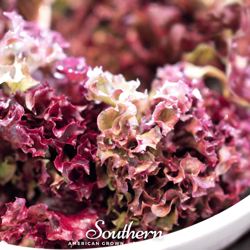 Load image into Gallery viewer, Salad Bowl Red Lettuce – 500 Seeds

