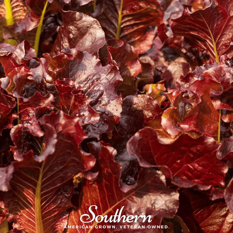 Load image into Gallery viewer, Salad Bowl Red Lettuce – 500 Seeds
