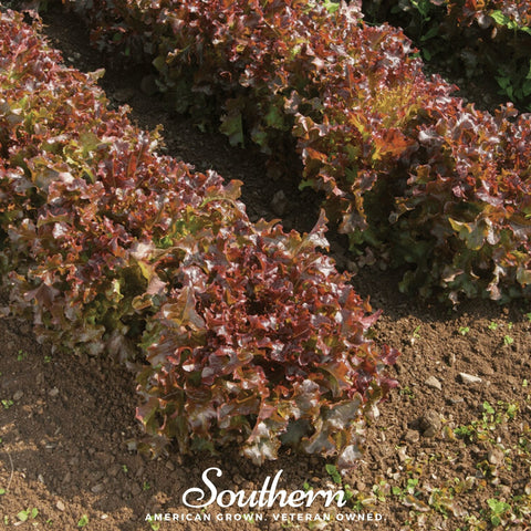 Salad Bowl Red Lettuce 500 Seeds