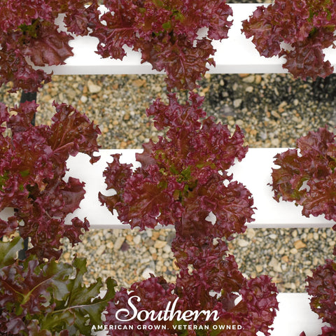 Salad Bowl Red Lettuce – 500 Seeds, additional product view 2