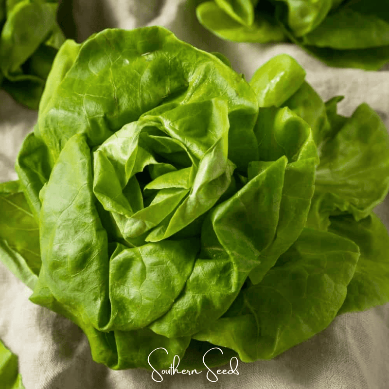 Load image into Gallery viewer, Tom Thumb Butterhead Lettuce – 500 Seeds
