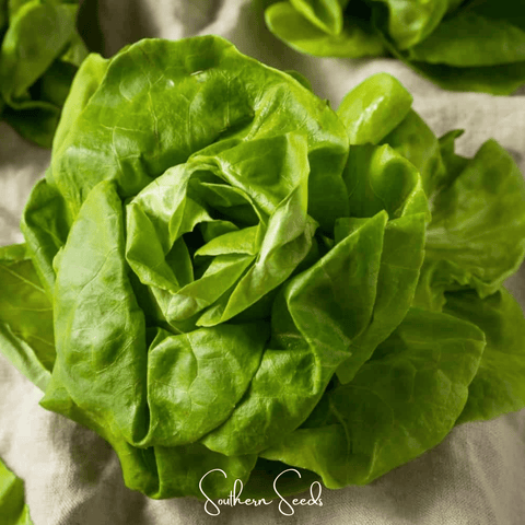 Tom Thumb Butterhead Lettuce – 500 Seeds, additional product view 2