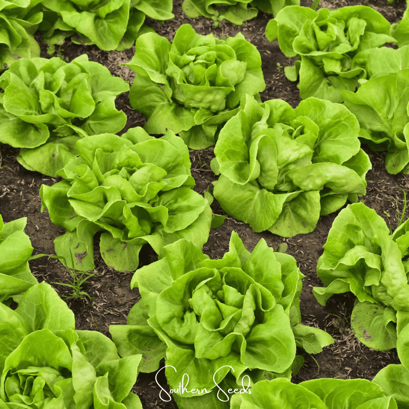 Load image into Gallery viewer, Tom Thumb Butterhead Lettuce – 500 Seeds
