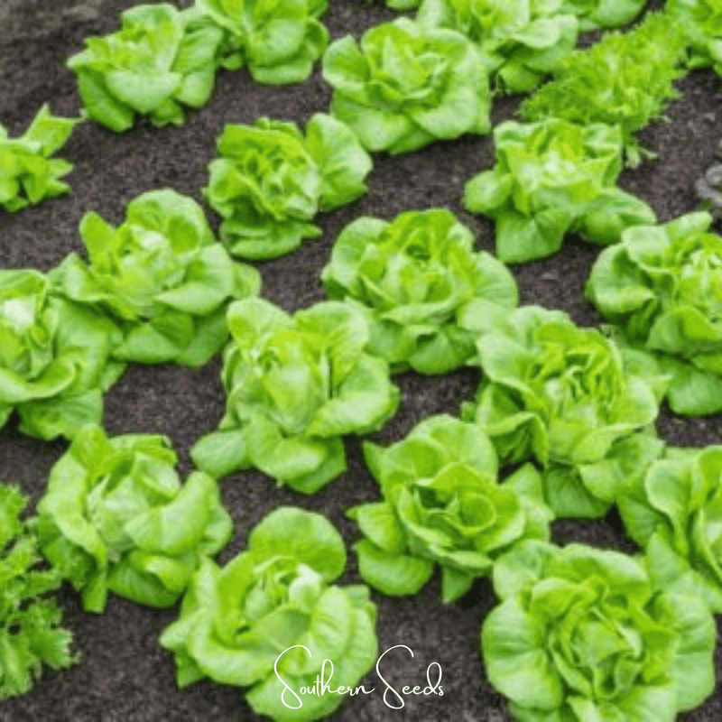 Load image into Gallery viewer, Tom Thumb Butterhead Lettuce – 500 Seeds
