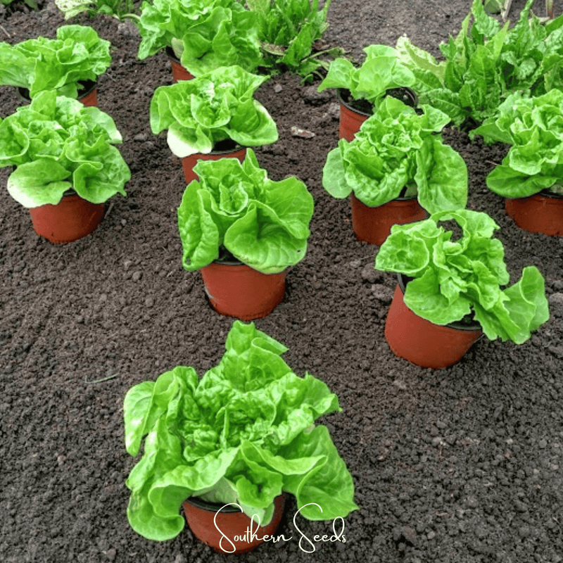 Load image into Gallery viewer, Tom Thumb Butterhead Lettuce – 500 Seeds
