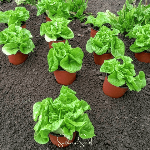 Tom Thumb Butterhead Lettuce 500 Seeds
