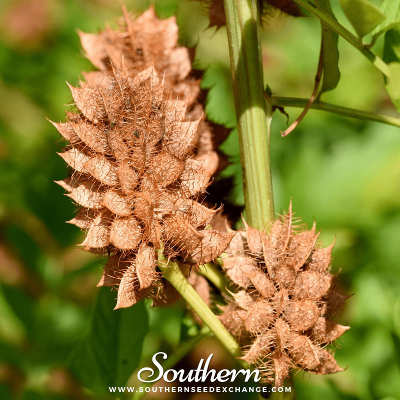 Load image into Gallery viewer, Licorice – 20 Seeds
