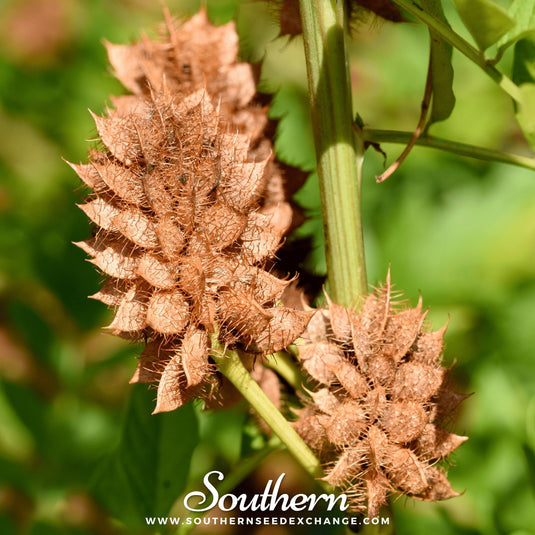 Licorice – 20 Seeds