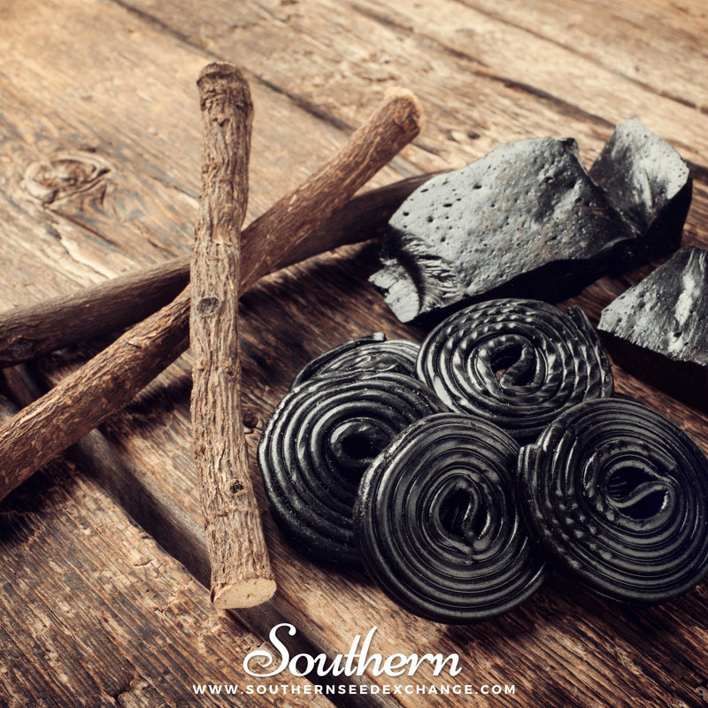 Load image into Gallery viewer, Licorice – 20 Seeds
