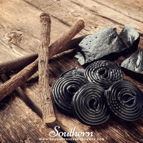 Licorice – 20 Seeds, additional product view 2