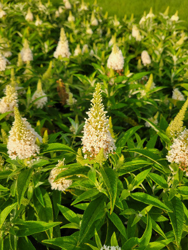 Load image into Gallery viewer, Butterfly Candy™  'Lil Coconut '™ Butterfly Bush
