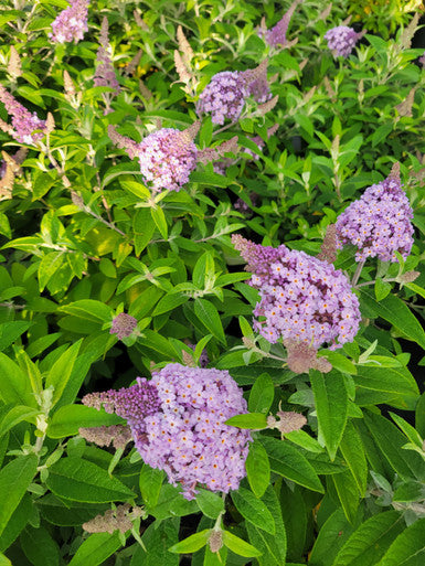 Load image into Gallery viewer, Butterfly Candy™  'Lil Lavender'™ Butterfly Bush
