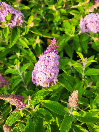 Load image into Gallery viewer, Butterfly Candy™  'Lil Lavender'™ Butterfly Bush
