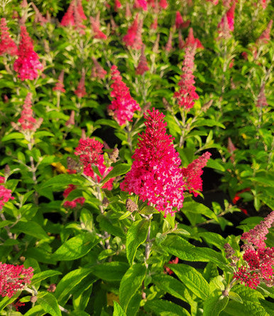 Load image into Gallery viewer, Butterfly Candy™  'Lil Raspberry'™ Butterfly Bush
