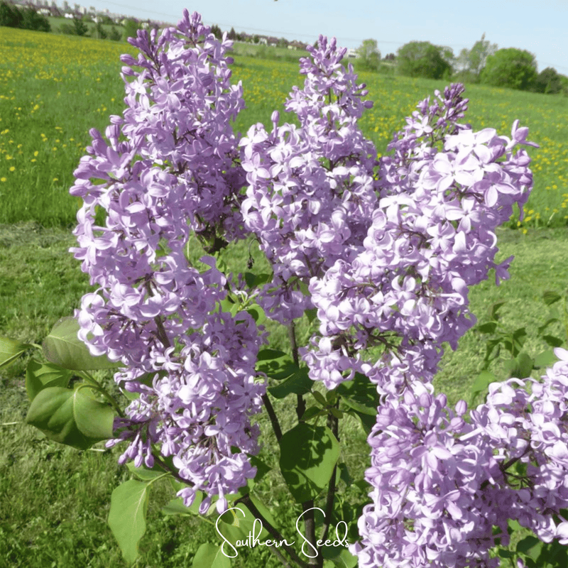 Load image into Gallery viewer, Early Blooming Lilac – 30 Seeds
