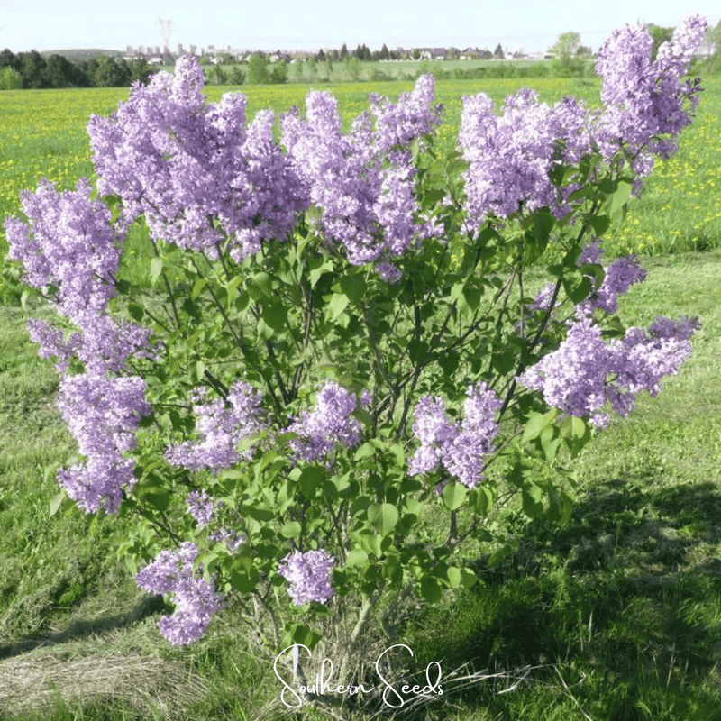 Load image into Gallery viewer, Early Blooming Lilac – 30 Seeds
