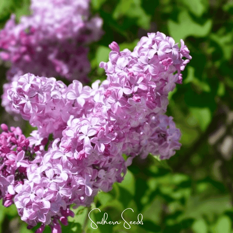 Early Blooming Lilac 30 Seeds