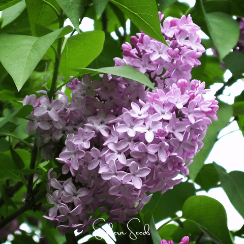 Early Blooming Lilac – 30 Seeds, additional product view 2