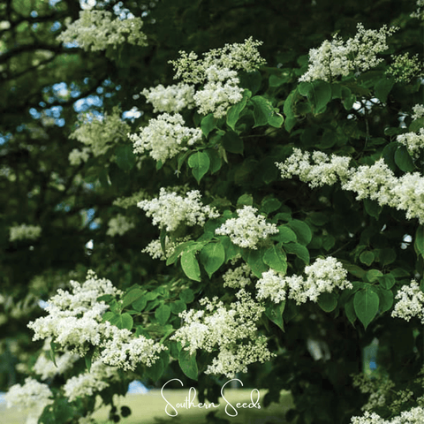 Japanese Tree Lilac – 30 Seeds, additional product view 2