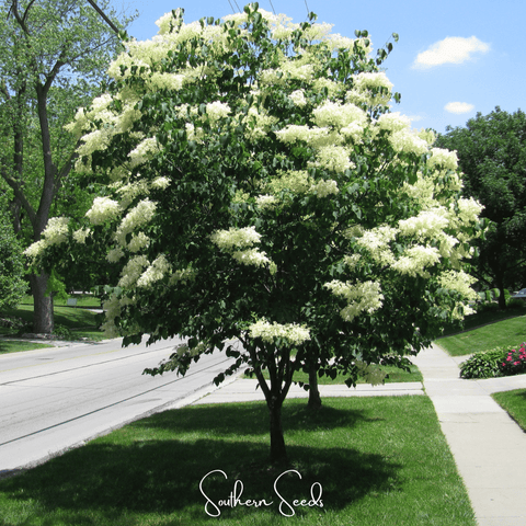 Japanese Tree Lilac 30 Seeds