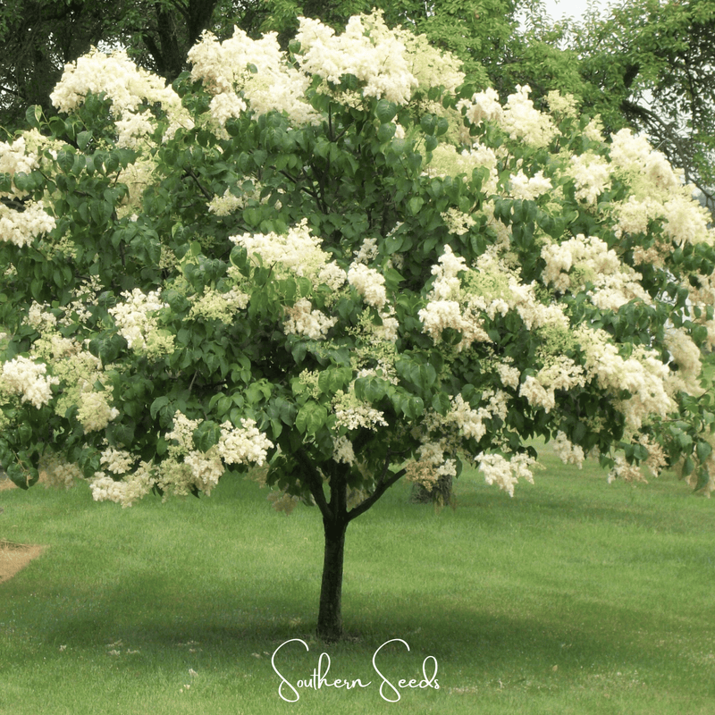 Load image into Gallery viewer, Japanese Tree Lilac – 30 Seeds
