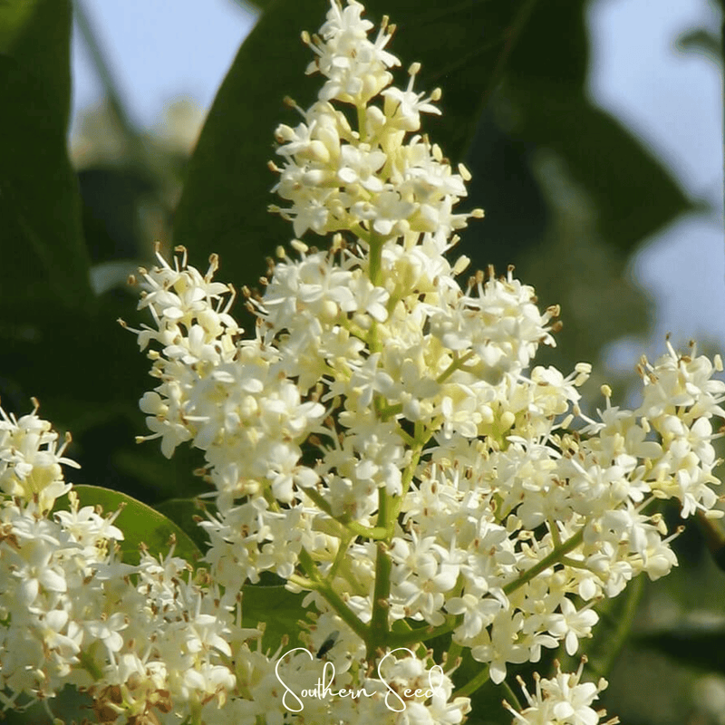 Load image into Gallery viewer, Japanese Tree Lilac – 30 Seeds
