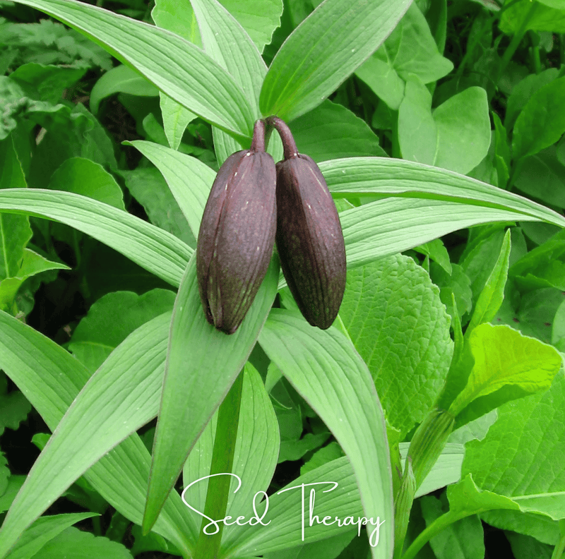 Load image into Gallery viewer, Chocolate Lily – 10 Seeds
