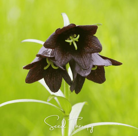 Chocolate Lily 10 Seeds