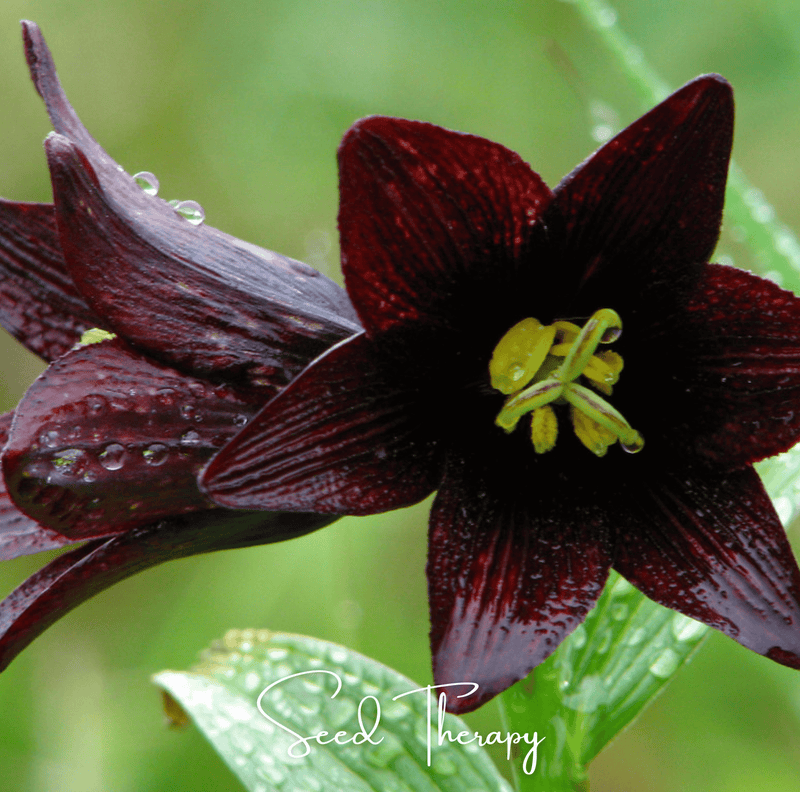 Load image into Gallery viewer, Chocolate Lily – 10 Seeds
