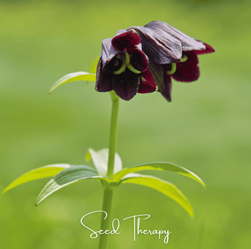 Load image into Gallery viewer, Chocolate Lily – 10 Seeds
