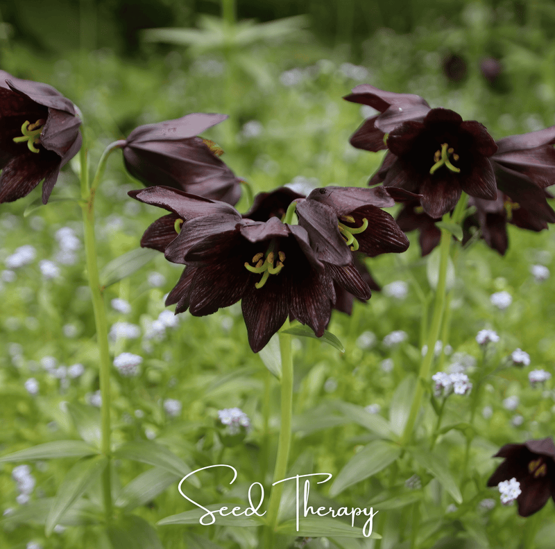 Load image into Gallery viewer, Chocolate Lily – 10 Seeds
