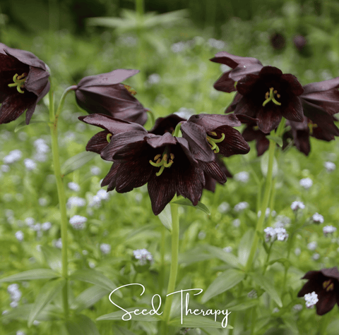 Chocolate Lily – 10 Seeds, additional product view 2