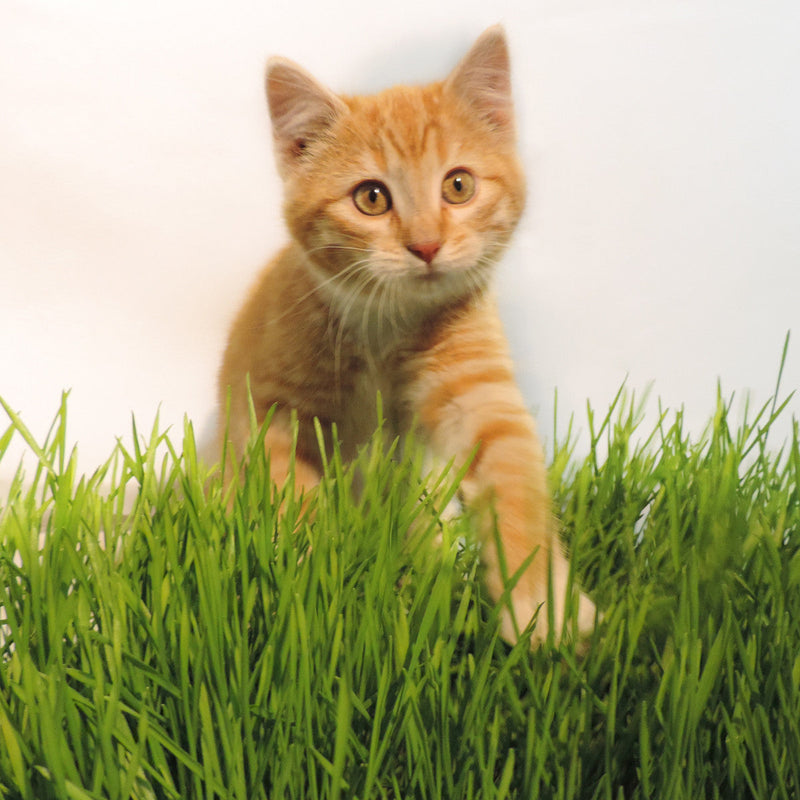 Load image into Gallery viewer, Non -GMO Wheat Seed For Wheatgrass or Catgrass
