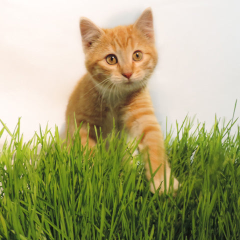 Non-GMO Wheat Seed for Wheatgrass and Cat Grass, additional product view 2