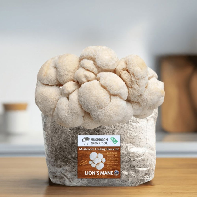 Load image into Gallery viewer, Lion's Mane Mushroom Grow Kit Fruiting Block - 5 LBS
