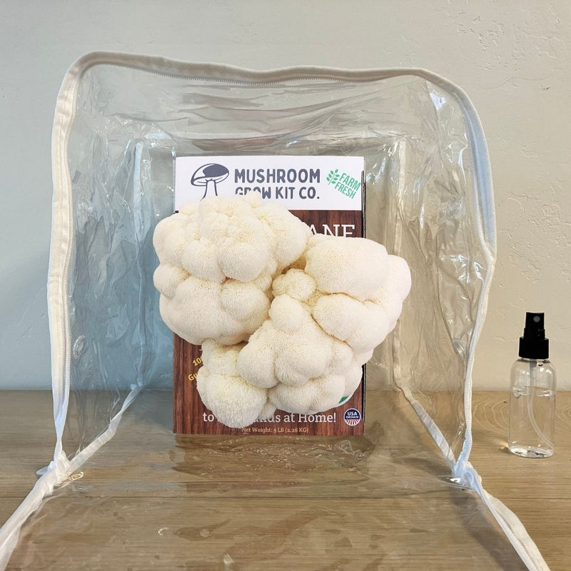 Load image into Gallery viewer, Lion's Mane Mushroom Growing Kit - 5 LBS Spray and Grow
