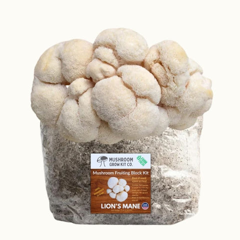 Lion's Mane mushroom fruiting block, 5 pounds