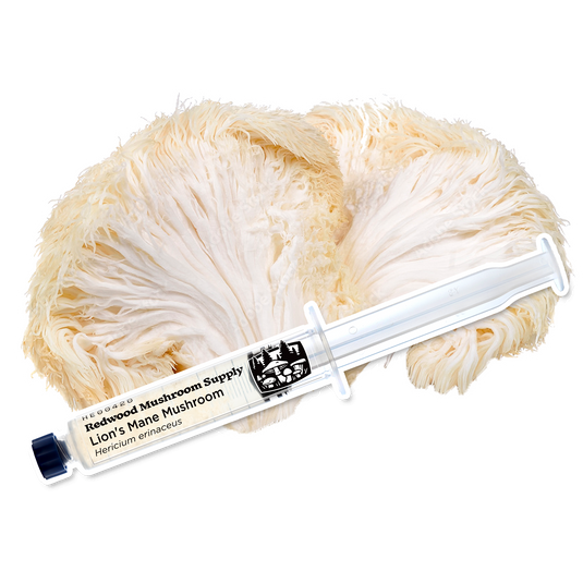 Lion's Mane Mushroom Liquid Culture Syringe
