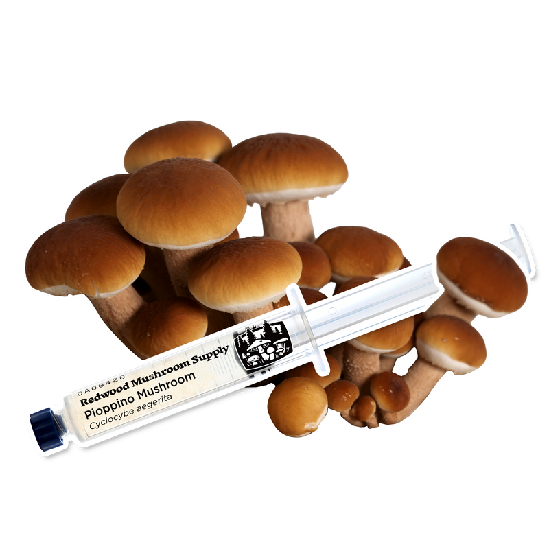 Load image into Gallery viewer, Pioppino Mushroom Liquid Culture Syringe
